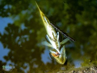 Zagađenje vodotoka – smuđ ugiba prvi